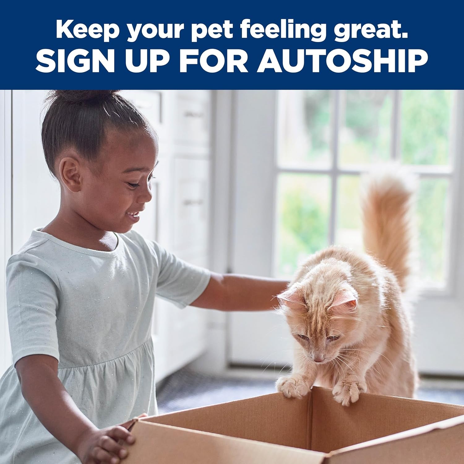 Dry Cat Food, Kitten, Indoor, Chicken Recipe, 3.5 Lb. Bag